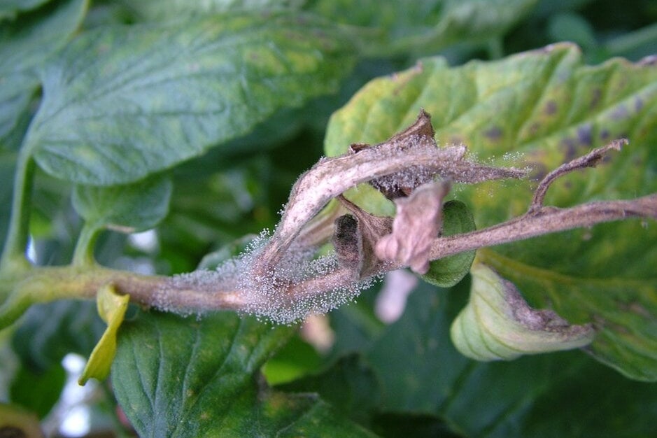 Grey Rot How to grow strawberries | RHS Guide