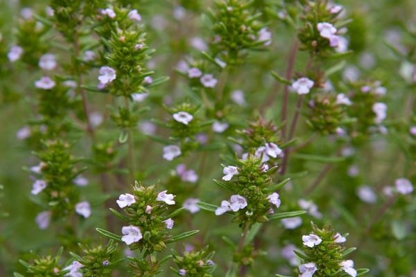 Summer savory