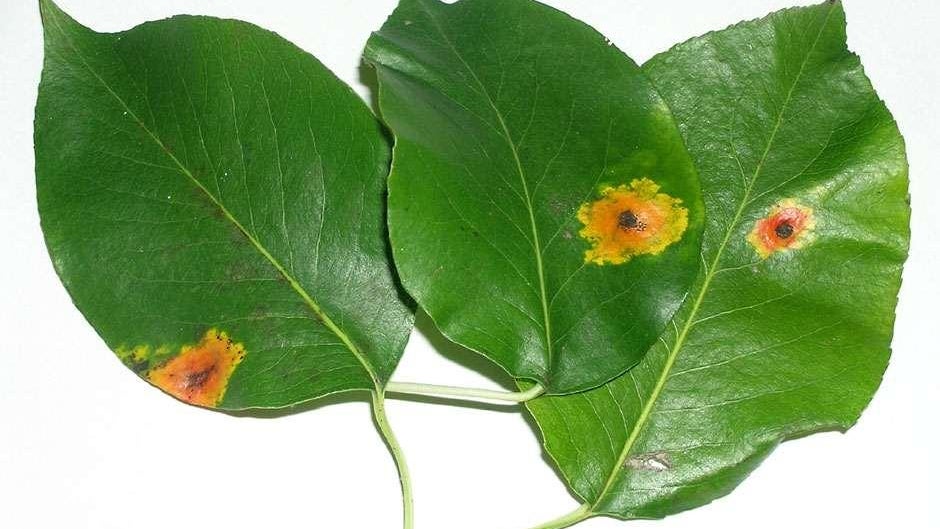 Rust diseases: Symptoms & Control | RHS Advice