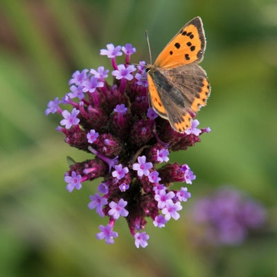 Small copper butterfly on <i>Verbena bonariensis</i>