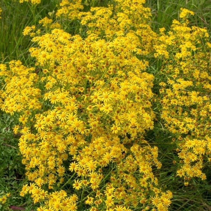 Ragwort | RHS Advice