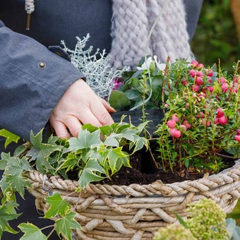 Hanging baskets