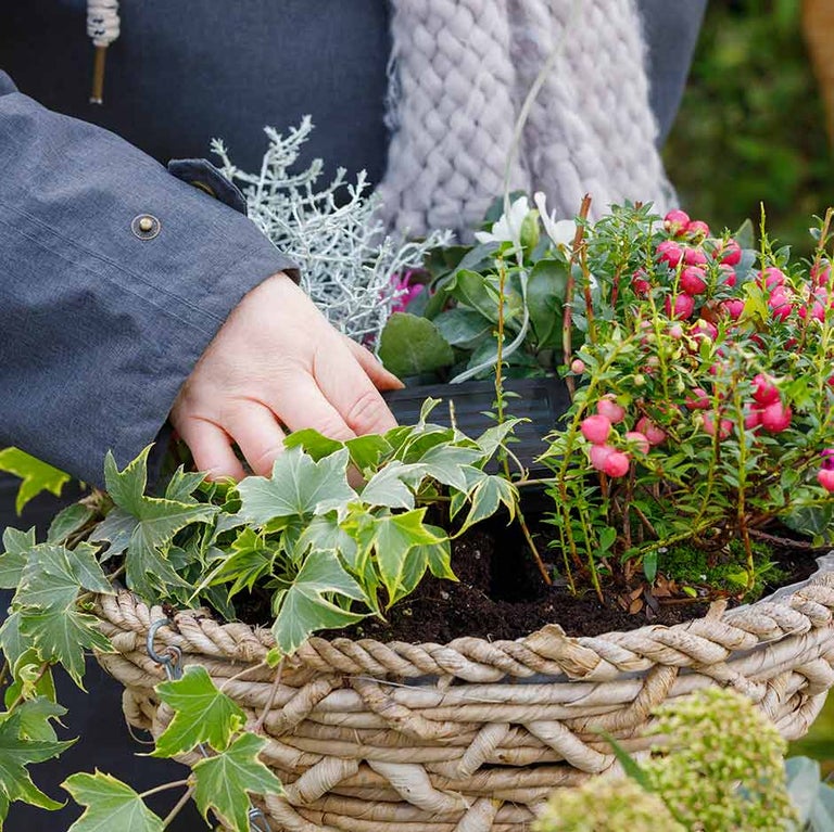 Hanging baskets