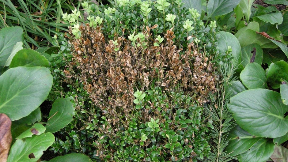 Box blight: Causes, Symptoms & Control | RHS Advice