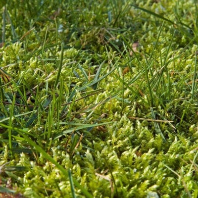 Moss in a lawn