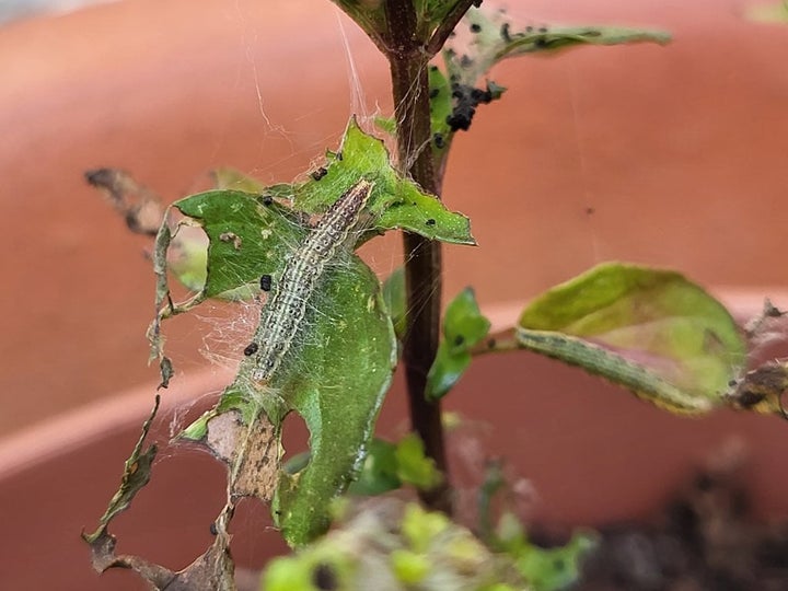 Mint Moth: Identification and Control | RHS Advice