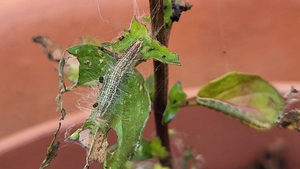 Linta Insect Mint Moth: Identification and Control | RHS Advice