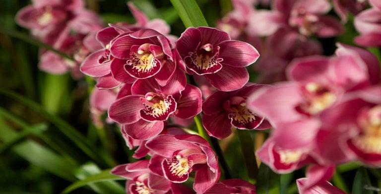 Cymbidium orchids