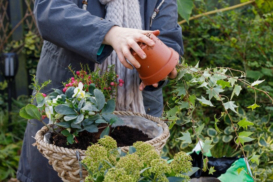 Hanging baskets: Expert Guide| RHS Advice