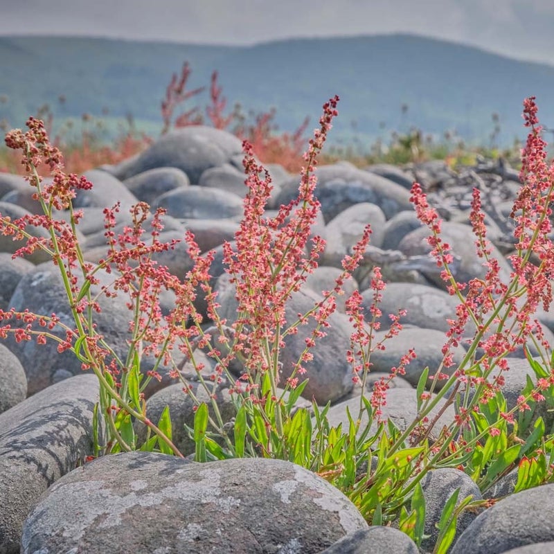 sheep-s-sorrel-rhs-advice