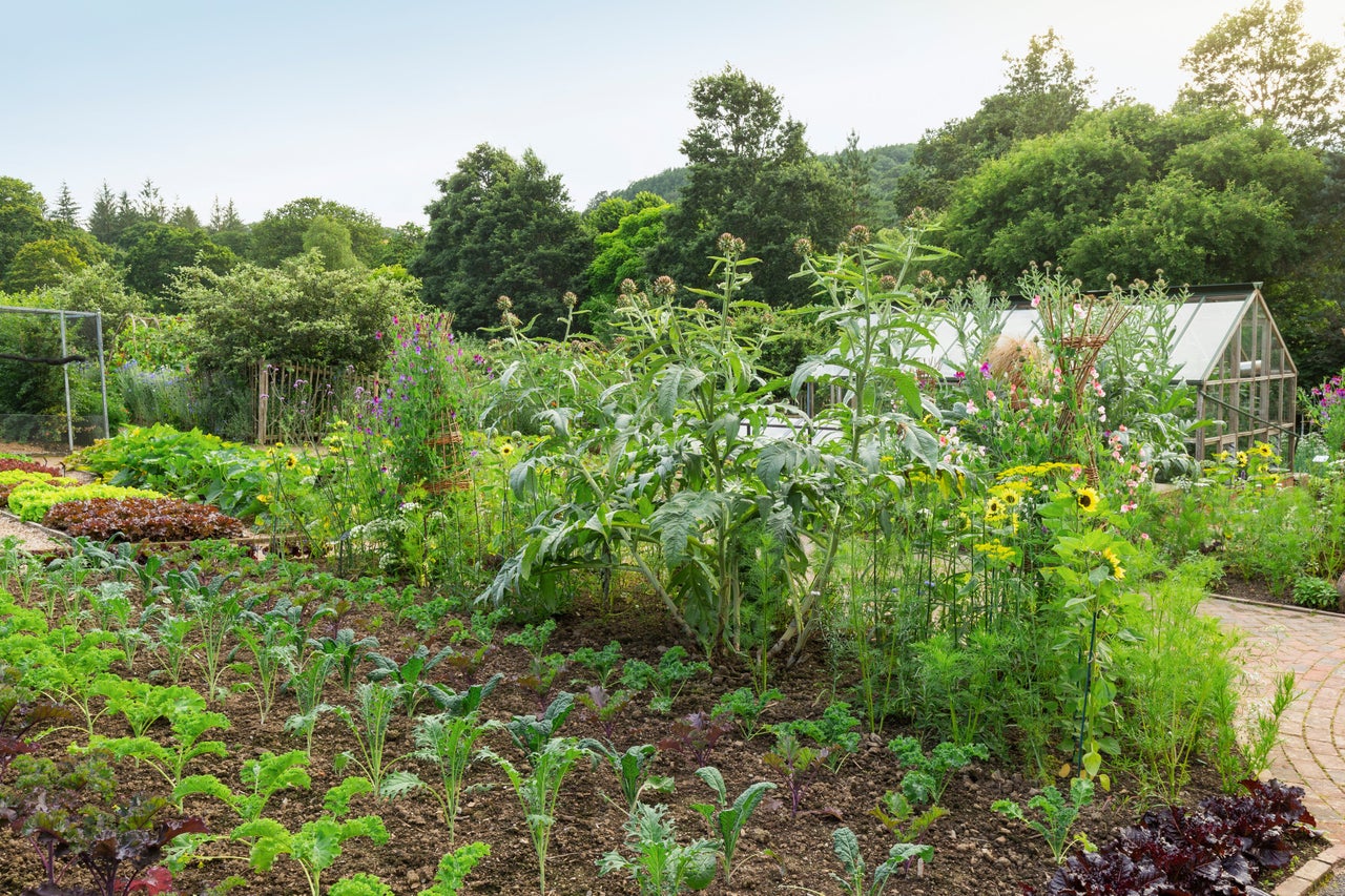 Choosing Mini Vegetables | RHS Advice