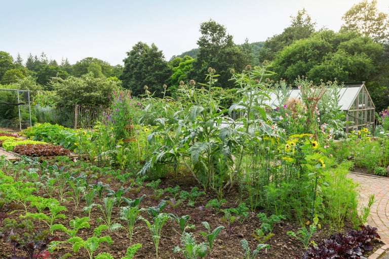 Watering vegetables and fruit