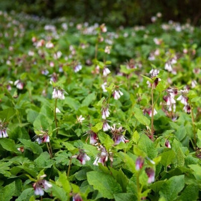 Comfrey leaves make good liquid fertiliser