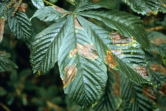 Horse chestnut leaf blotch