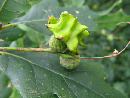 Oak gall wasps