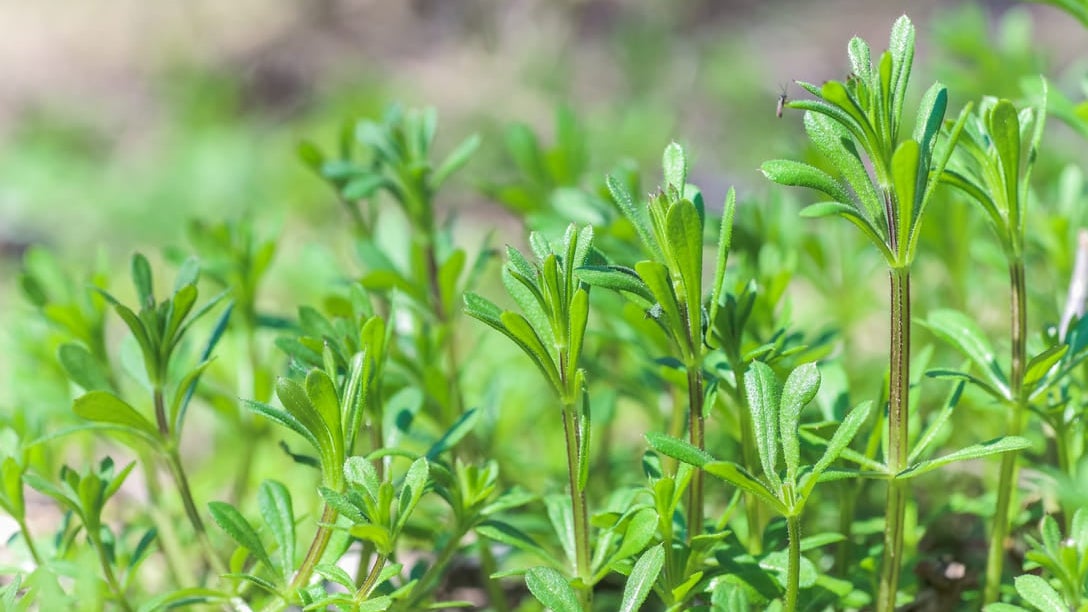 Cleavers Spring Cleavers | RHS Advice