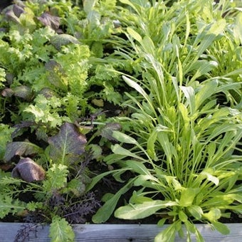 Cut and come again salads