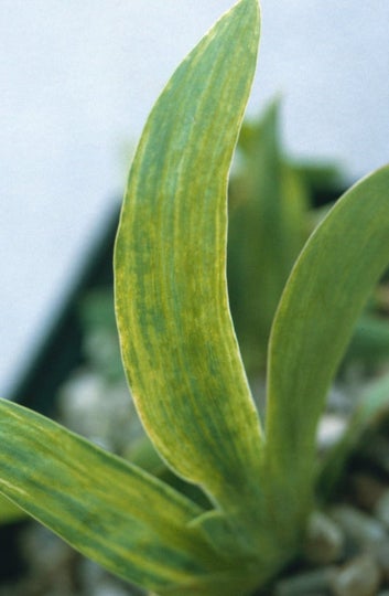 Iris diseases: Symptoms, Causes & Control | RHS Advice