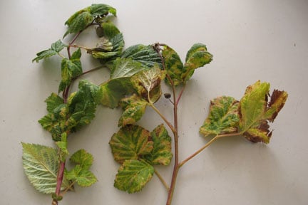 Raspberry and blackberry aphids