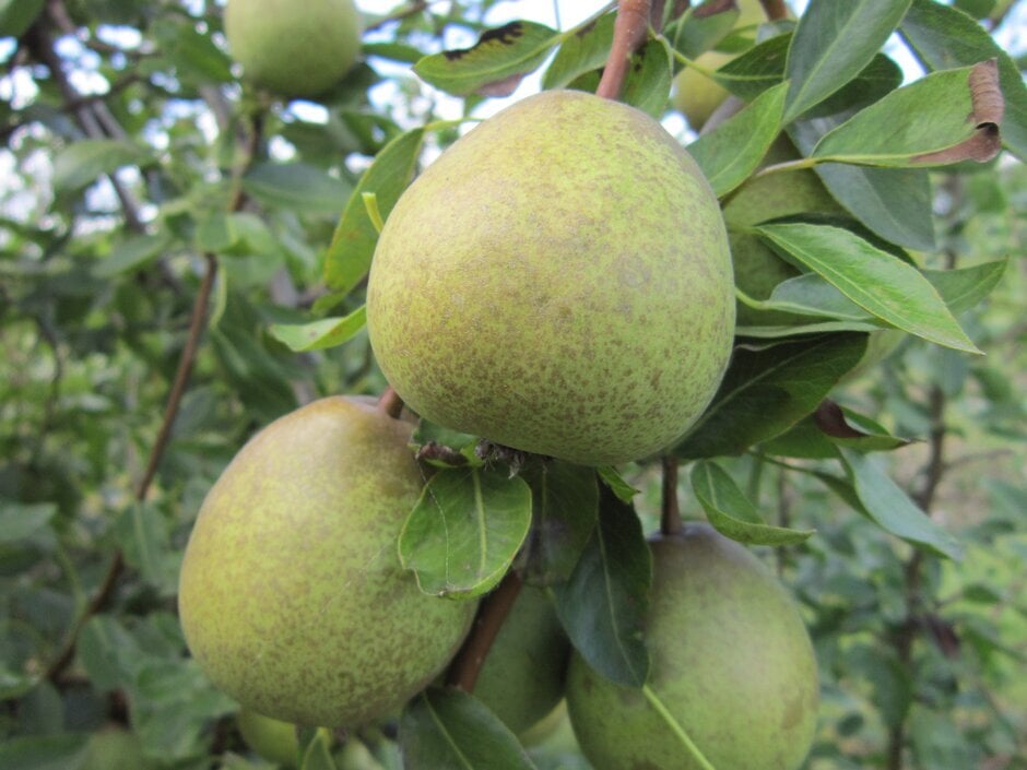 'Joséphine de Malines' AGM