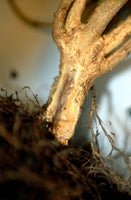 Phytophthora Root Rot: Prevention Guide | RHS Advice