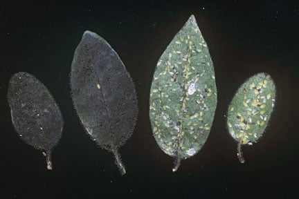 Soft Scale Insects: Identification and Control | RHS Advice