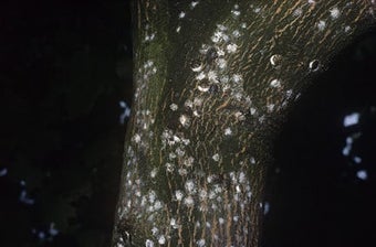 Horse chestnut scale