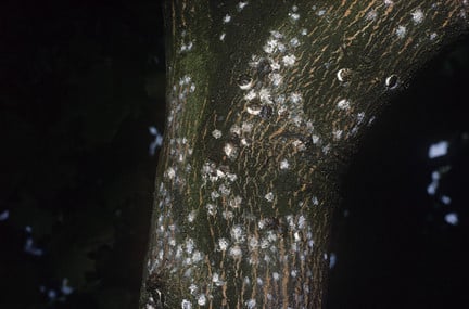 Horse chestnut scale