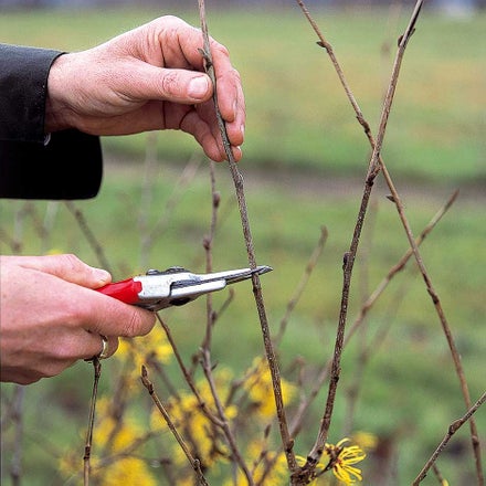 Pruning Rhus Tree Sambucus / RHS Plant Guide