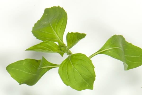 'Mrs Burns' Lemon' AGM