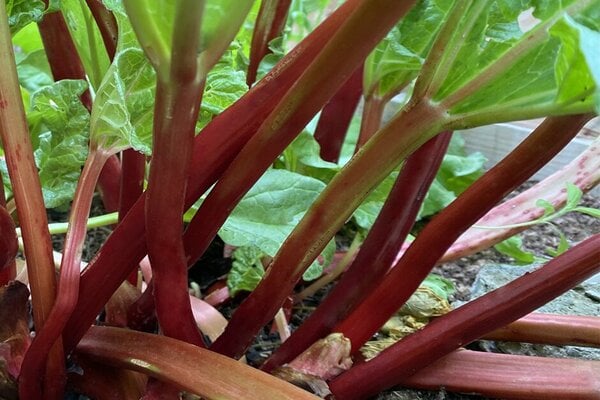 ‘Fulton’s Strawberry Surprise’ AGM