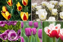 Tulips by flowering period