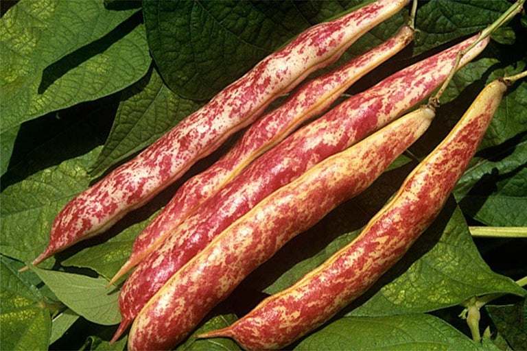 Buy beans for drying at RHSplants.co.uk