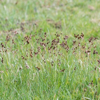 Field wood-rush in lawns