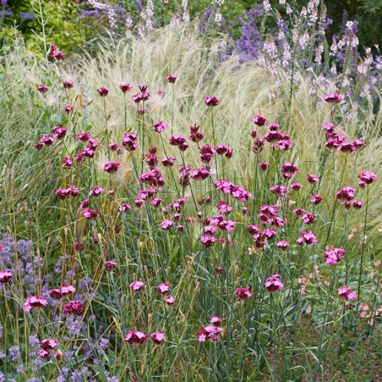 Plants for evergreen foliage: pink and white