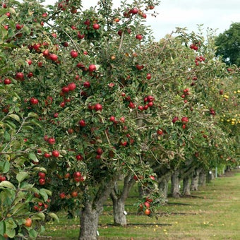 Apples and pears: pruning made easy