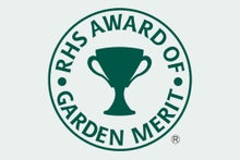 Discover award-winning alliums