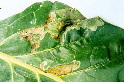 Beet leaf miner