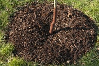 Woody waste: using as a mulch