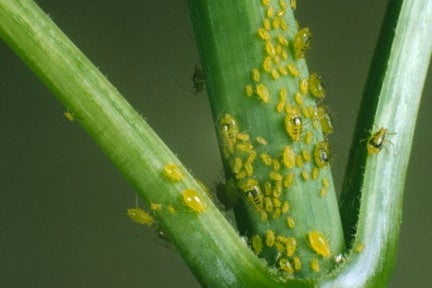 Uraro Insect How to grow Okra | RHS Guide