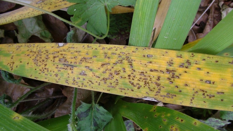 Rust Tree Australia Rash Rust diseases: Symptoms & Control | RHS Advice