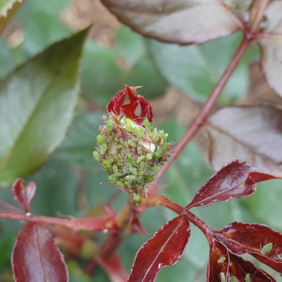 Aphids on roses