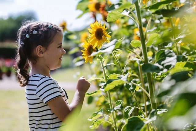 10 plants to include in a child-friendly garden