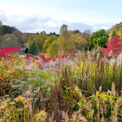 <i>Miscanthus sinensis </i>with hints of red and orange