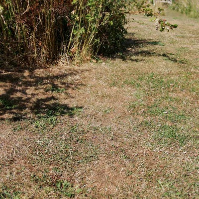 If your lawn is parched, don’t be tempted to water – it will soon recover once rain arrives
