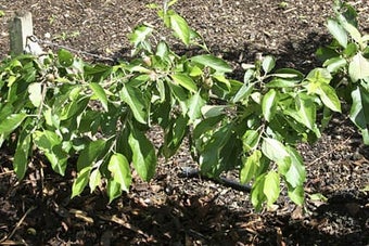 Rootstocks for fruit