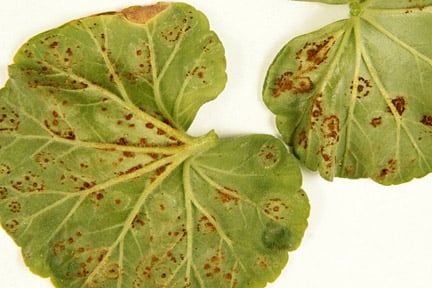 Pelargonium rust