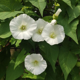 Bindweed
