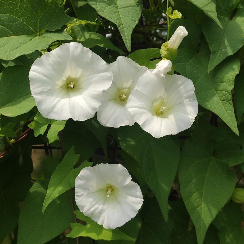 Bindweed: Identification and Control | RHS Advice