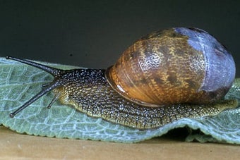 Snails